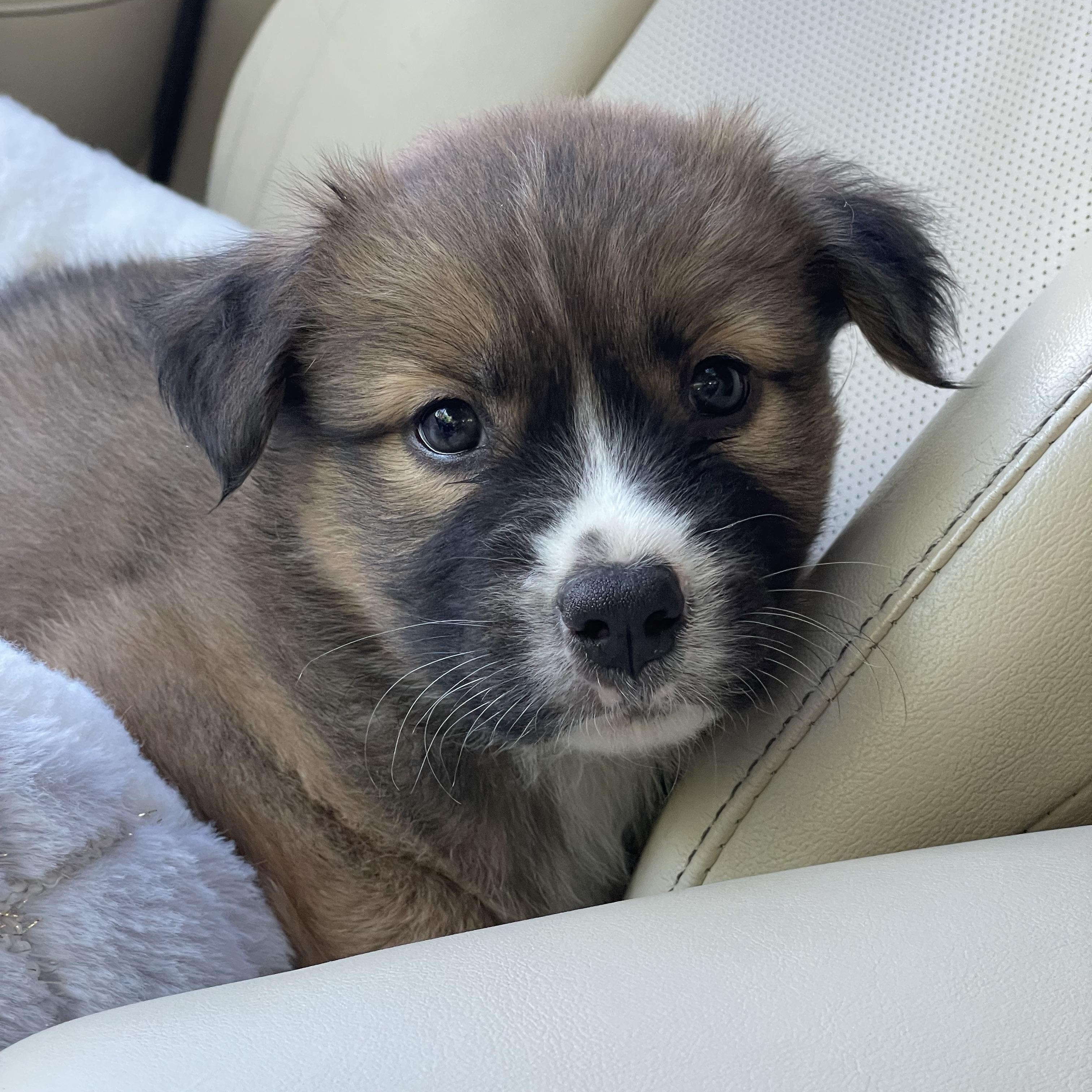 Maggie is adopted, a ADOPTABLE mixed breed in Fairfield, ME image 3/5