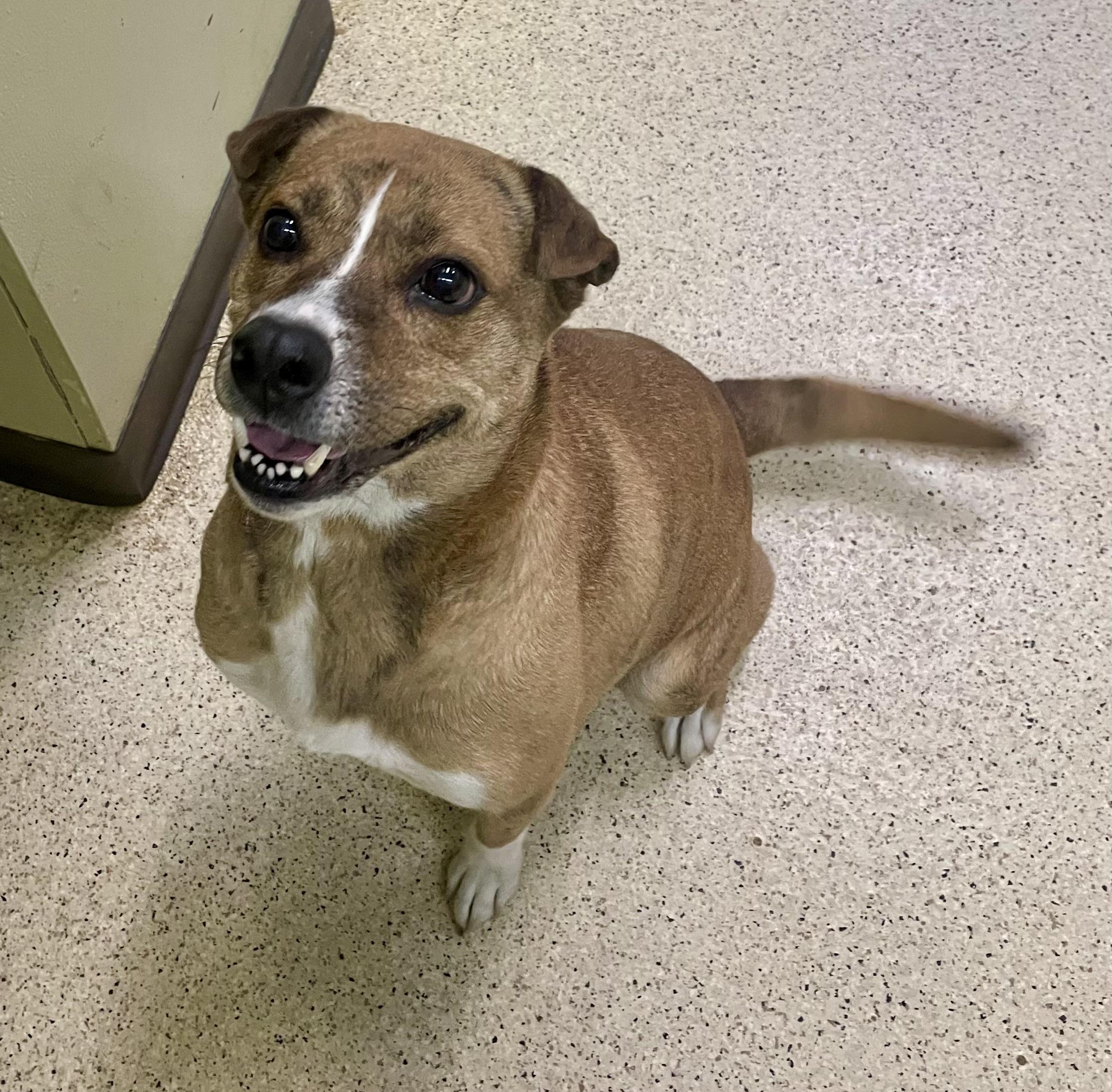 Bella, an adoptable mixed breed in Muncie, IN image 3/6