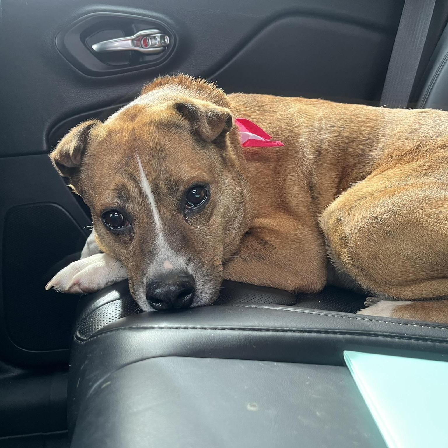 Bella, an adoptable mixed breed in Muncie, IN image 2/6