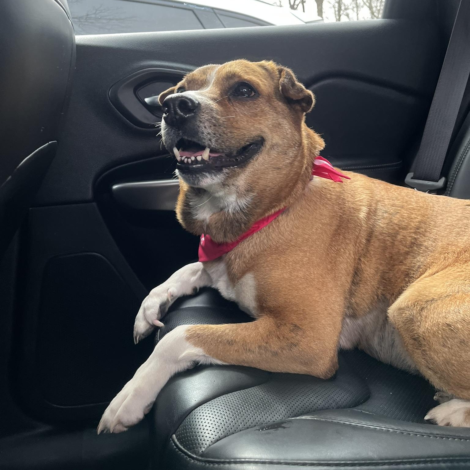 Bella, an adoptable mixed breed in Muncie, IN image 5/6