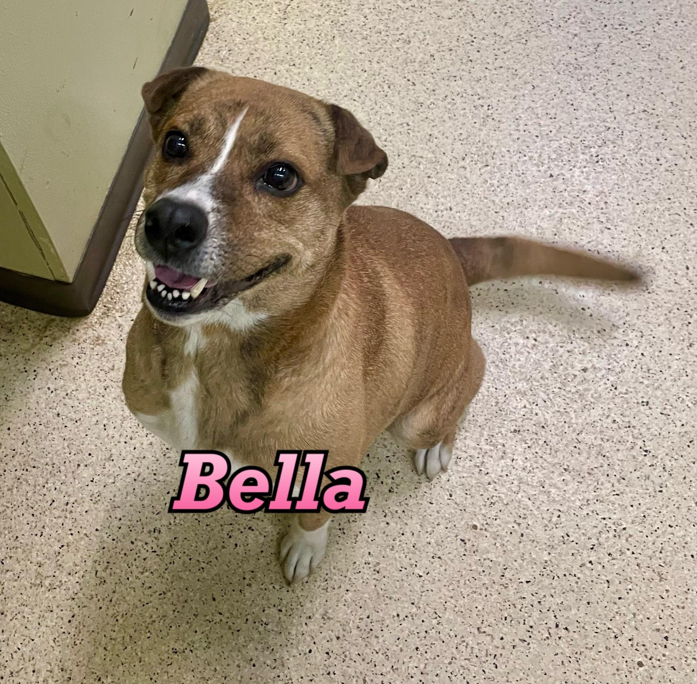 Bella, an adoptable mixed breed in Muncie, IN image 6/6