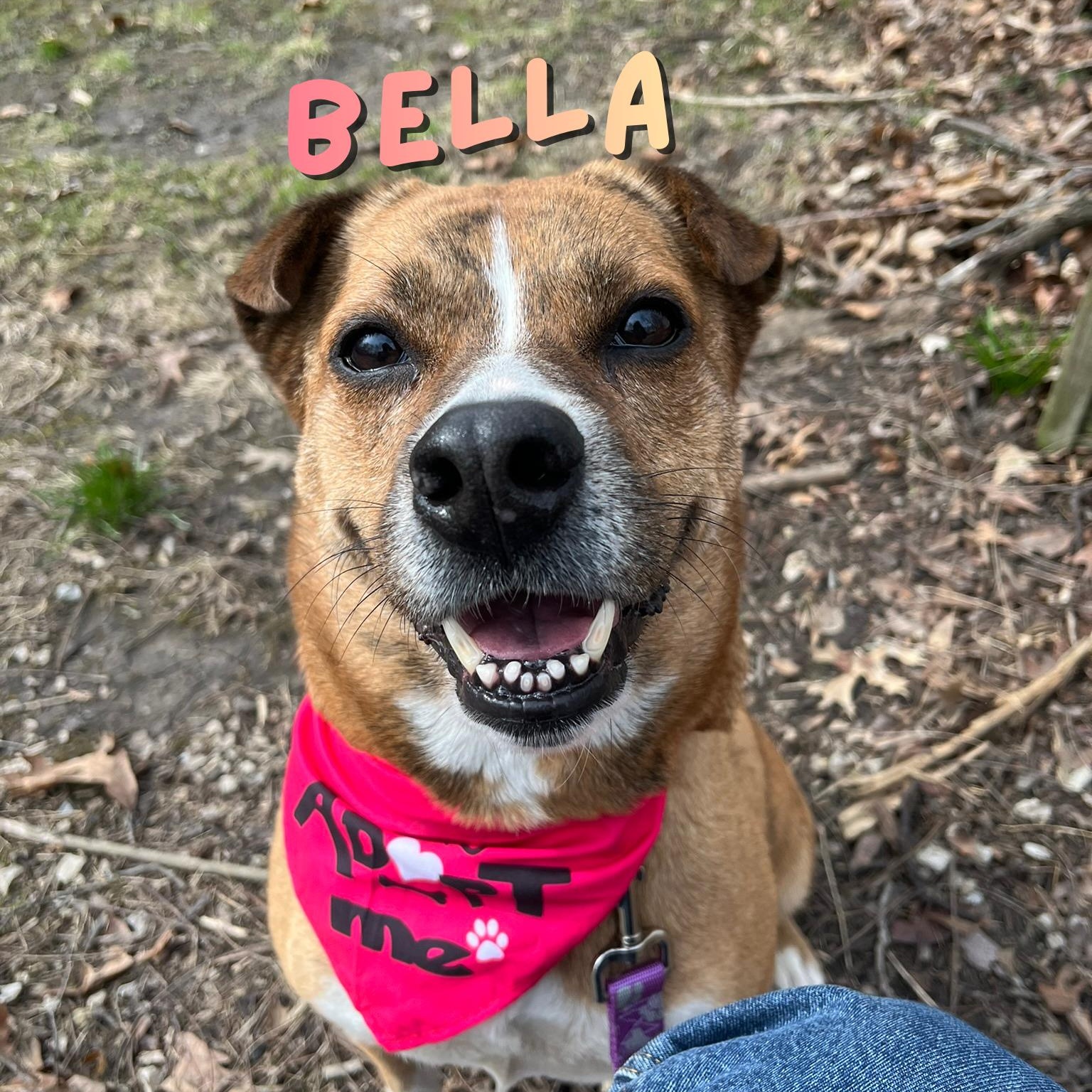 Bella, an adoptable mixed breed in Muncie, IN image 1/6