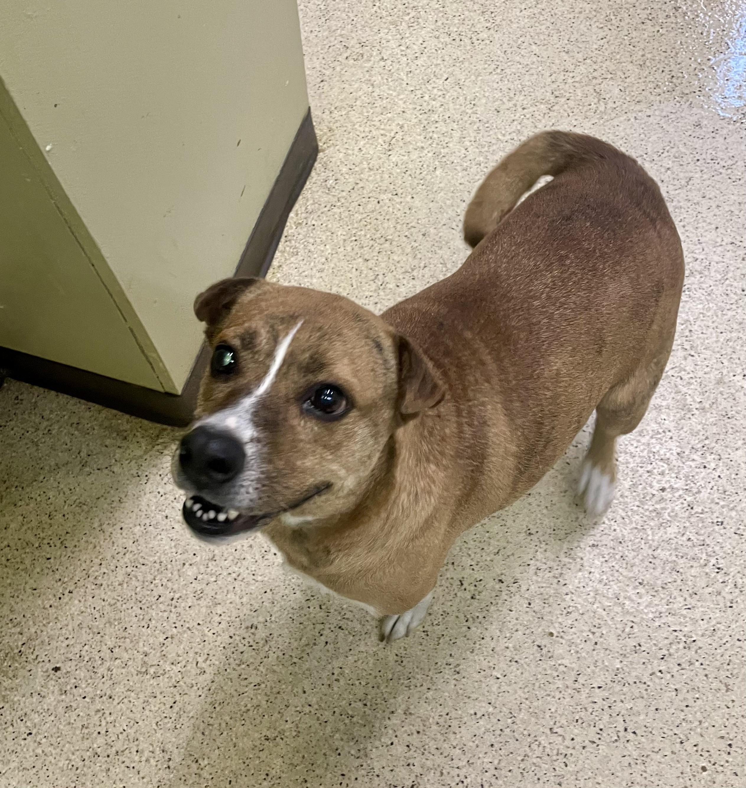 Bella, an adoptable mixed breed in Muncie, IN image 4/6