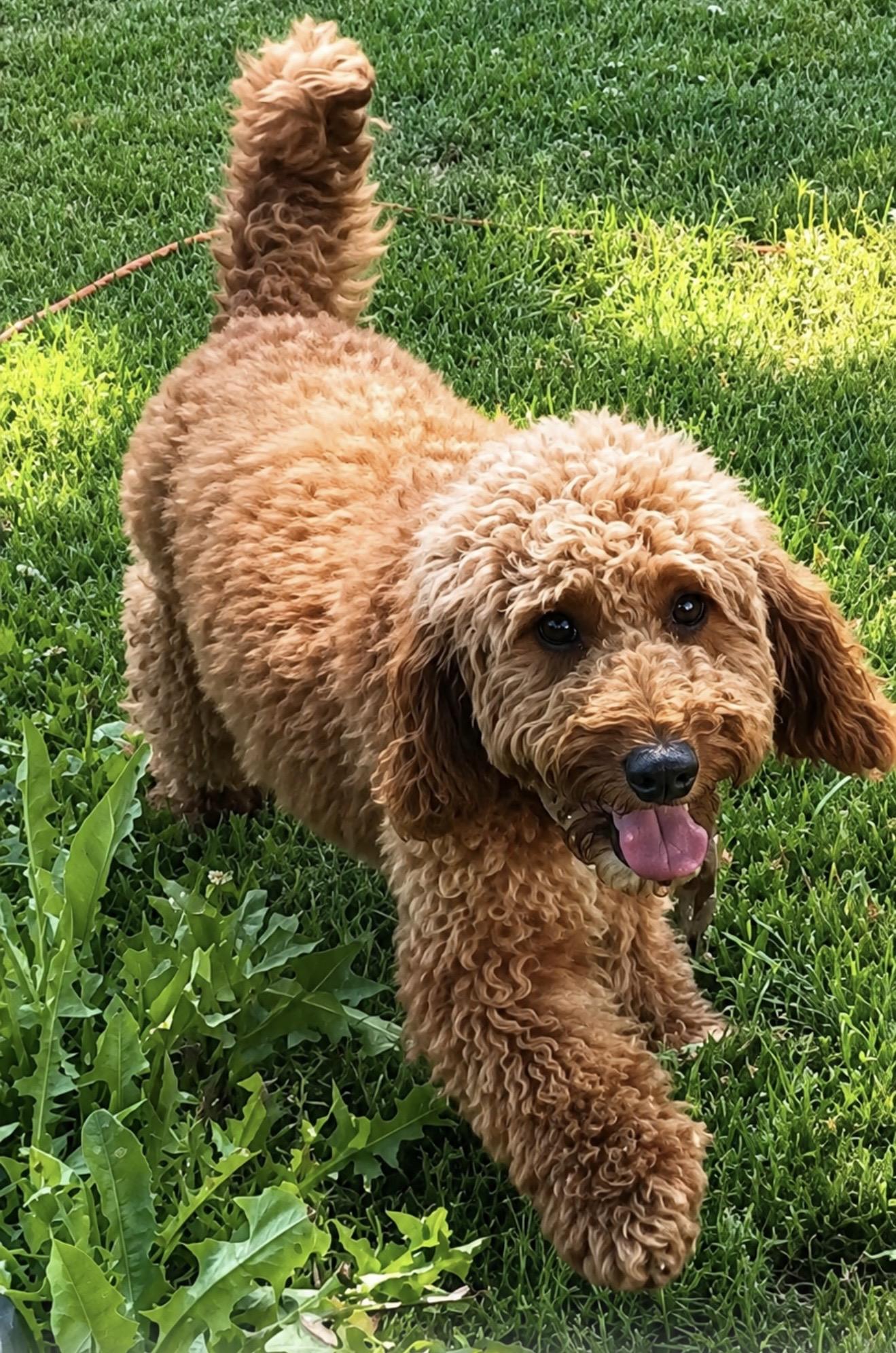 Roxi, Adoptable, Young Female Miniature Poodle & Golden Retriever.