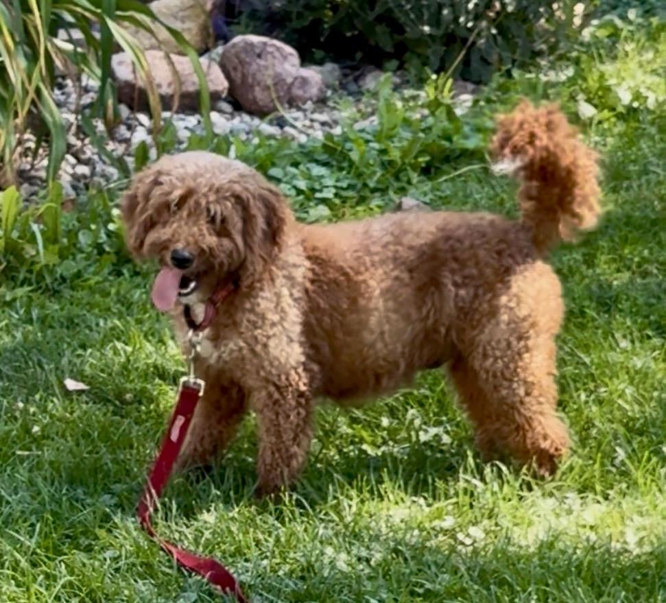 Enlarge Roxi, a Adoptable mixed breed in YALE, SD image 4/4