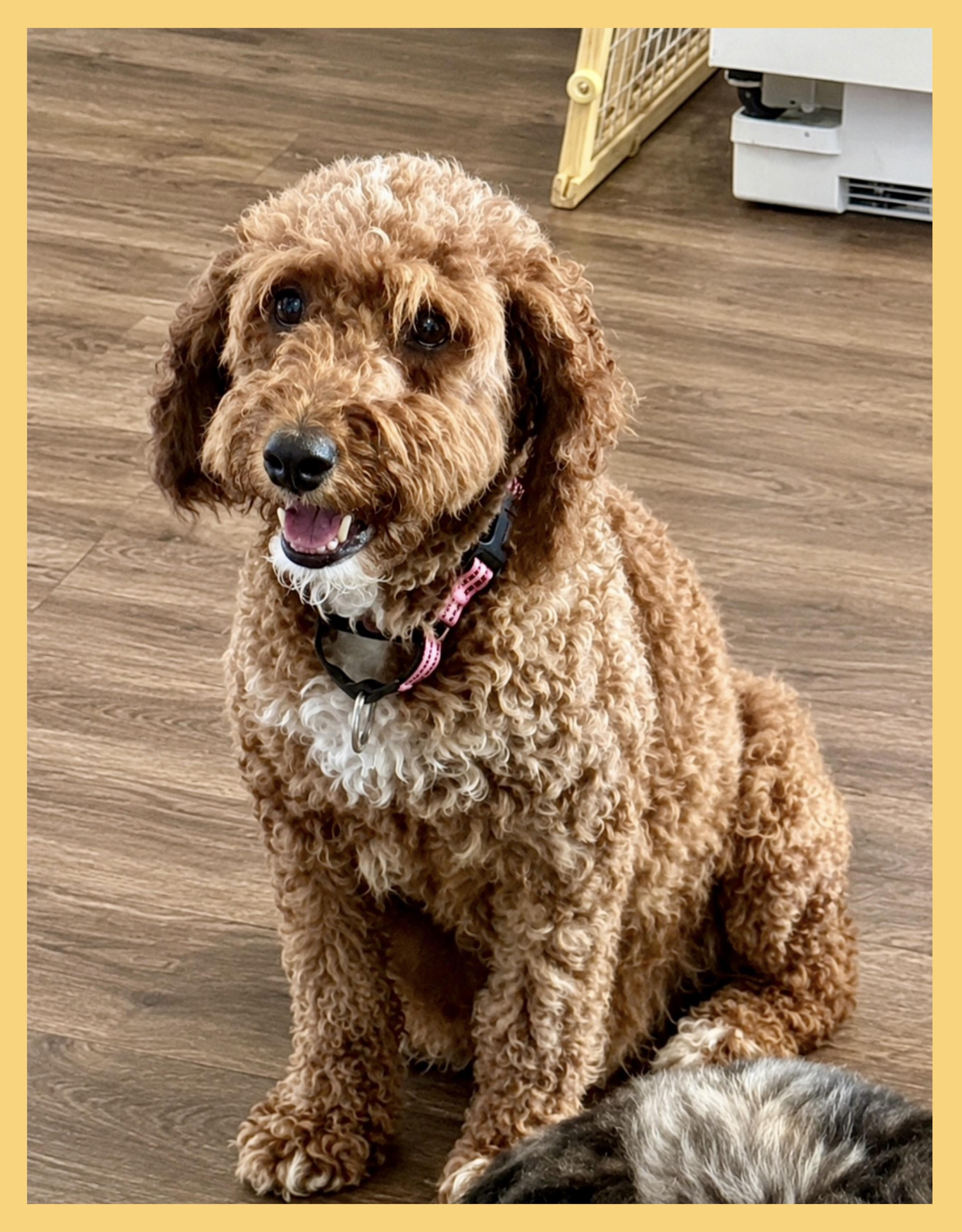 Enlarge Roxi, a Adoptable mixed breed in YALE, SD image 3/4