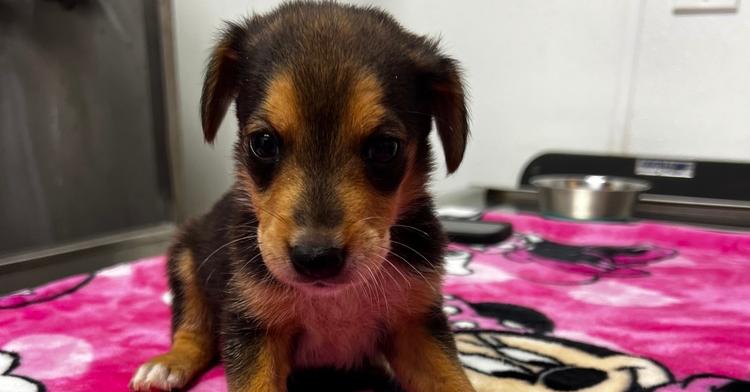 Enlarge AAD New Arrival!  Boykins - 26125, a Adoptable mixed breed in Armonk, NY image 2/2