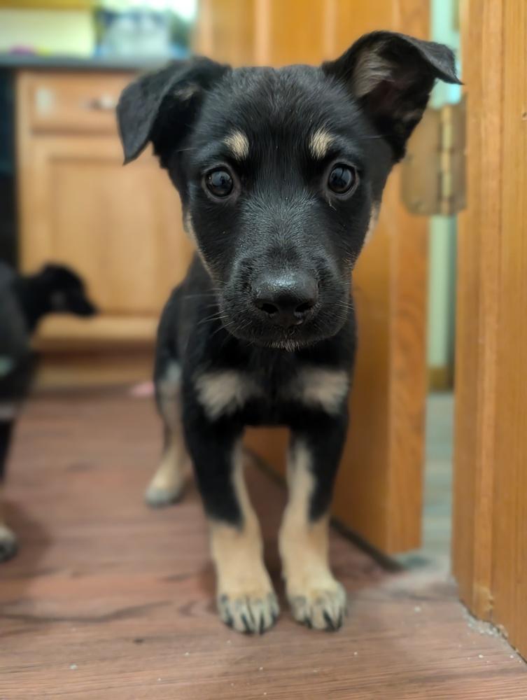 Enlarge Cole Chiefs, a Adoptable mixed breed in Waunakee, WI image 1/6