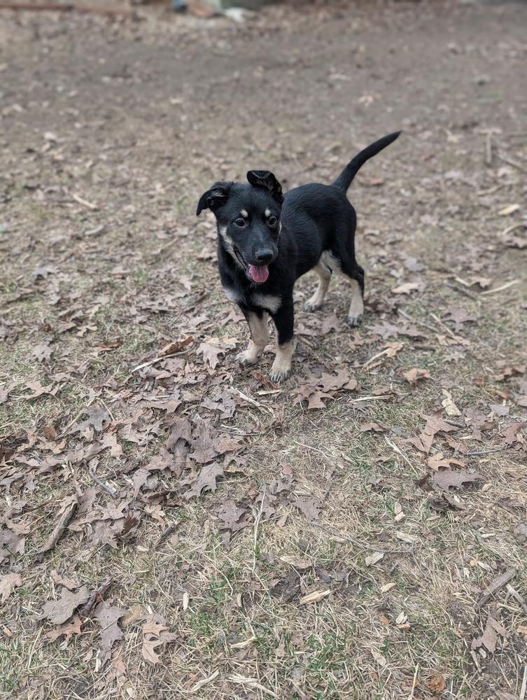 Enlarge Cole Chiefs, a Adoptable mixed breed in Waunakee, WI image 2/6