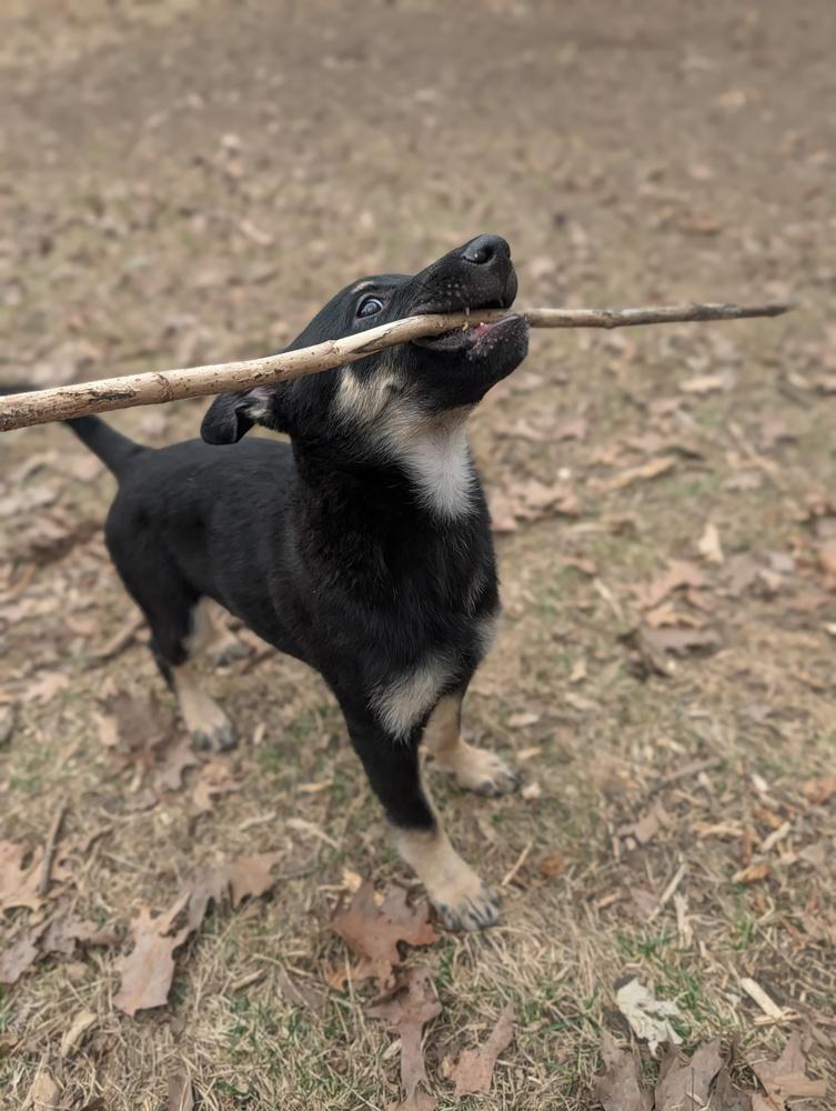 Enlarge Cole Chiefs, a Adoptable mixed breed in Waunakee, WI image 3/6