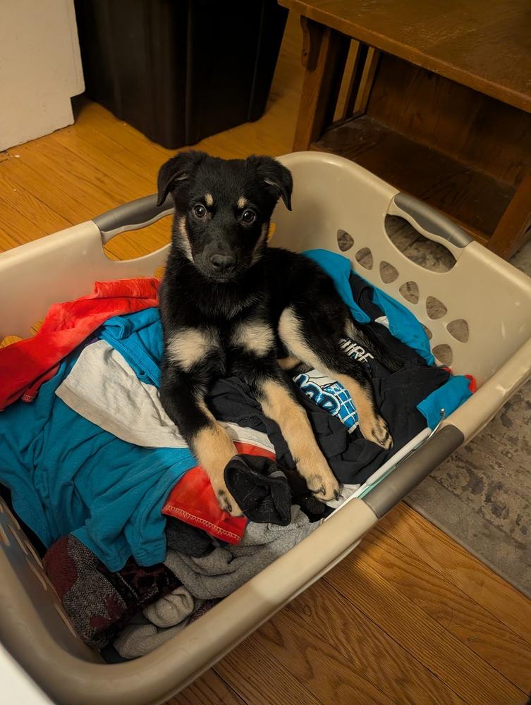 Enlarge Cole Chiefs, a Adoptable mixed breed in Waunakee, WI image 4/6