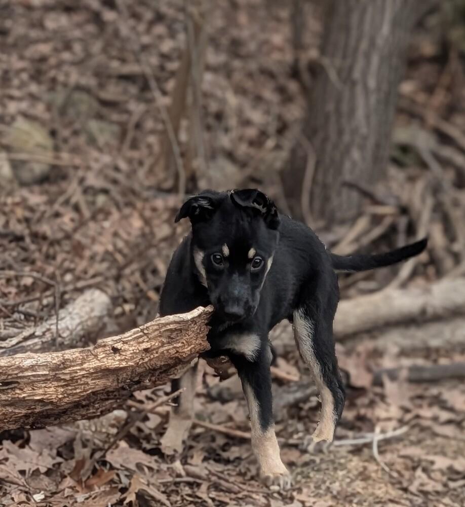 Enlarge Cole Chiefs, a Adoptable mixed breed in Waunakee, WI image 5/6