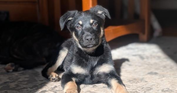 Enlarge Cole Chiefs, a Adoptable mixed breed in Waunakee, WI image 6/6