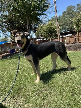 Enlarge KAREN, a Adoptable mixed breed in Houston, TX image 2/3