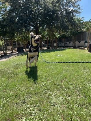 Enlarge KAREN, a Adoptable mixed breed in Houston, TX image 2/3