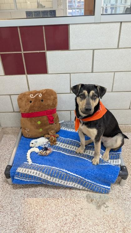 Enlarge KAREN, a Adoptable mixed breed in Houston, TX image 3/3