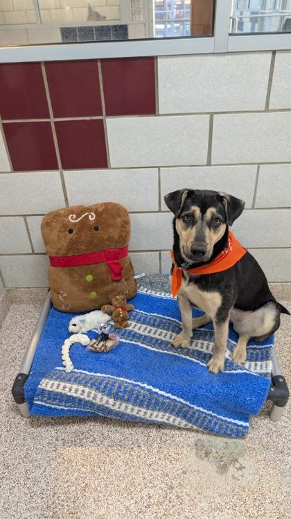 Enlarge KAREN, a Adoptable mixed breed in Houston, TX image 3/3