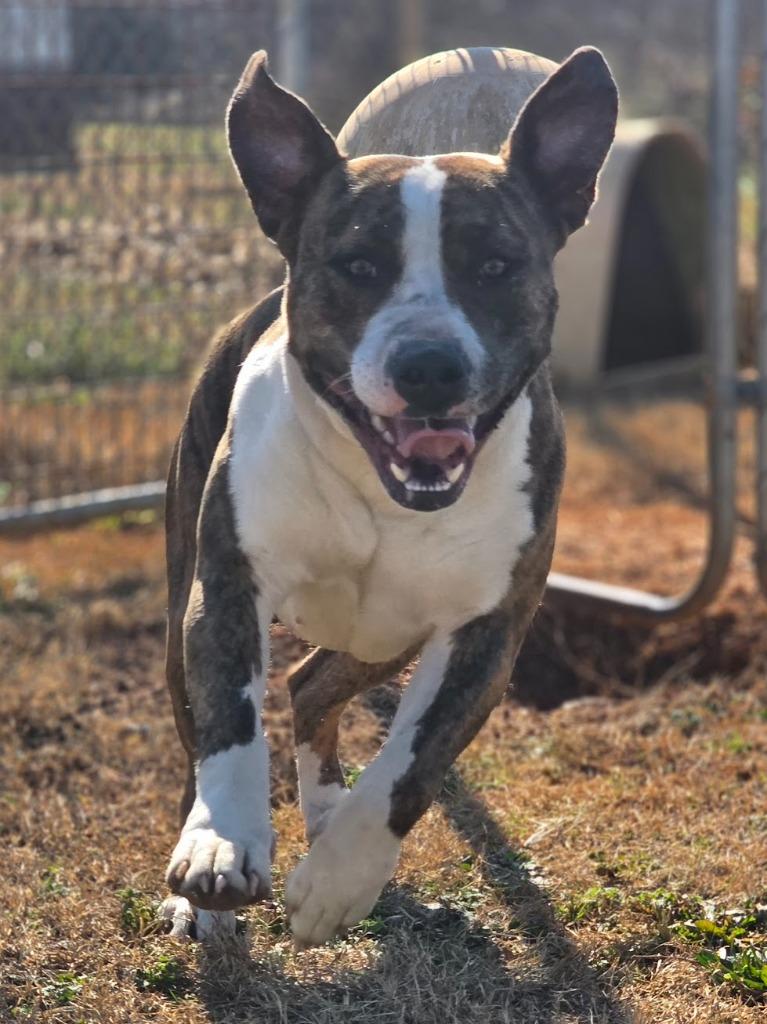 Thelma, Adoptable, Young Female Mixed Breed.
