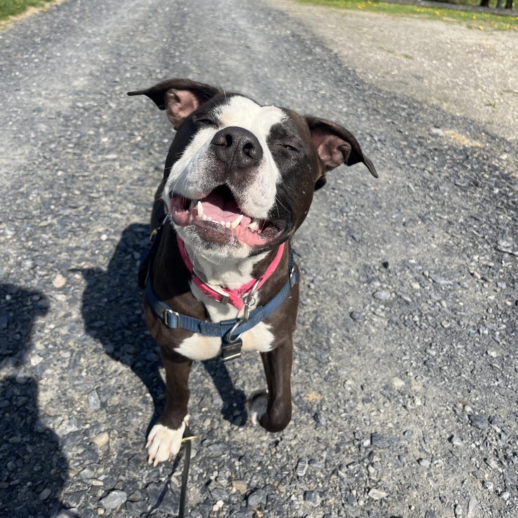 Enlarge Violet, a Adoptable Mixed Breed in Bangall, NY image 1/6