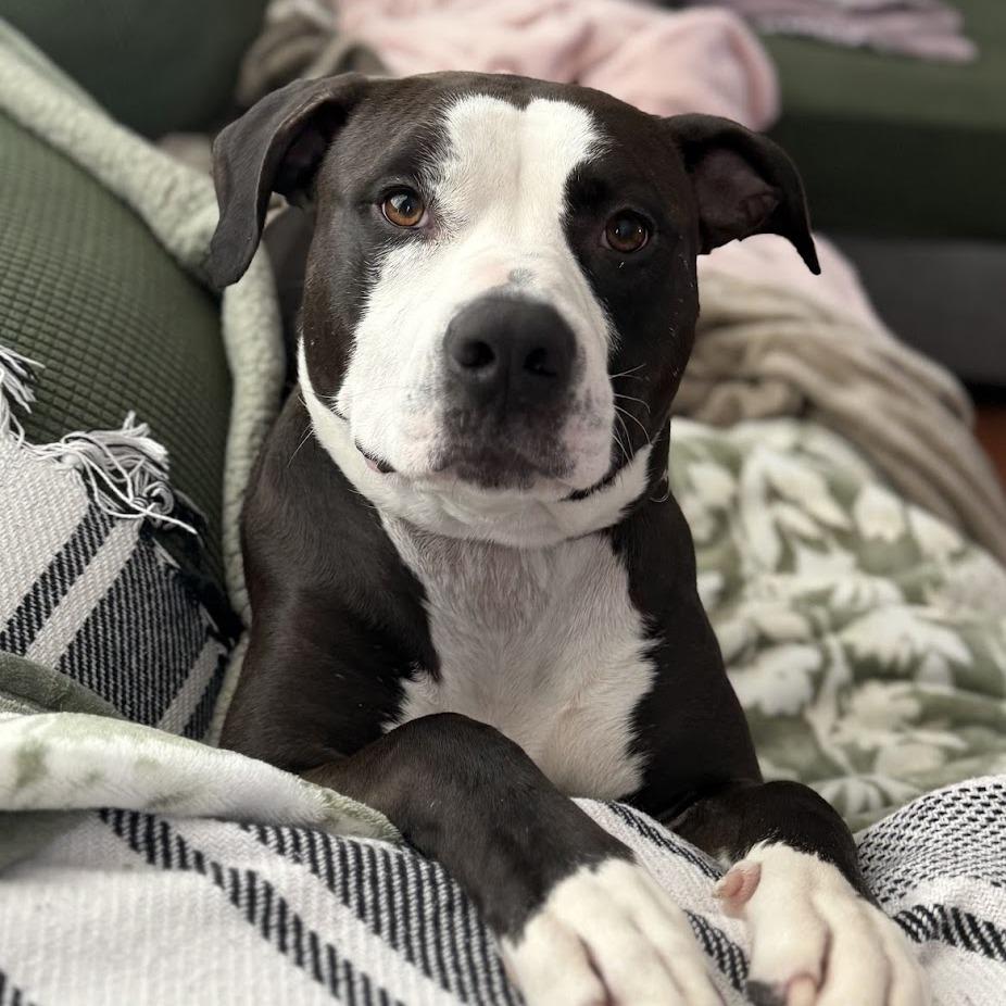 Violet, Adoptable, Adult Female Mixed Breed.