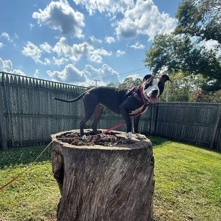 Enlarge Violet, a Adoptable Mixed Breed in Bangall, NY image 3/6