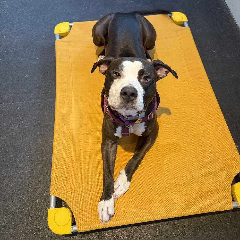 Enlarge Violet, a Adoptable Mixed Breed in Bangall, NY image 4/6