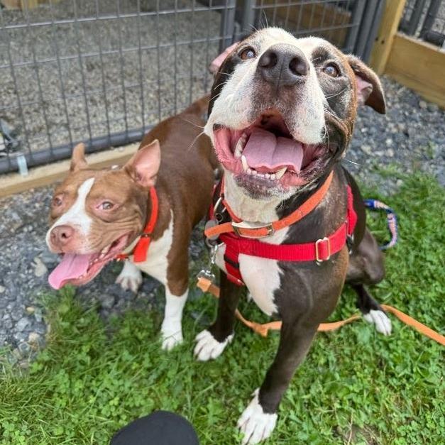 Enlarge Violet, a Adoptable Mixed Breed in Bangall, NY image 4/6