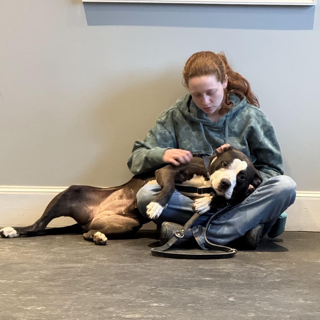 Enlarge Violet, a Adoptable Mixed Breed in Bangall, NY image 5/6