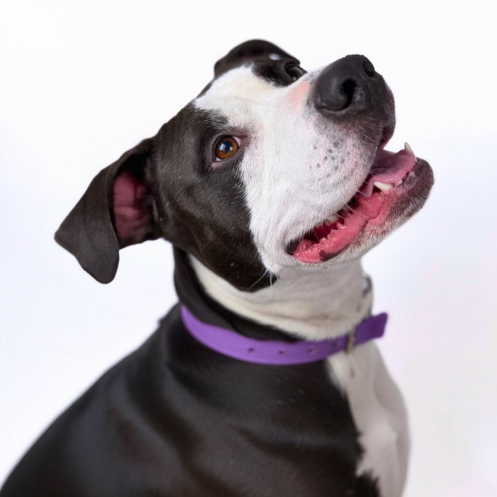 Enlarge Violet, a Adoptable Mixed Breed in Bangall, NY image 6/6