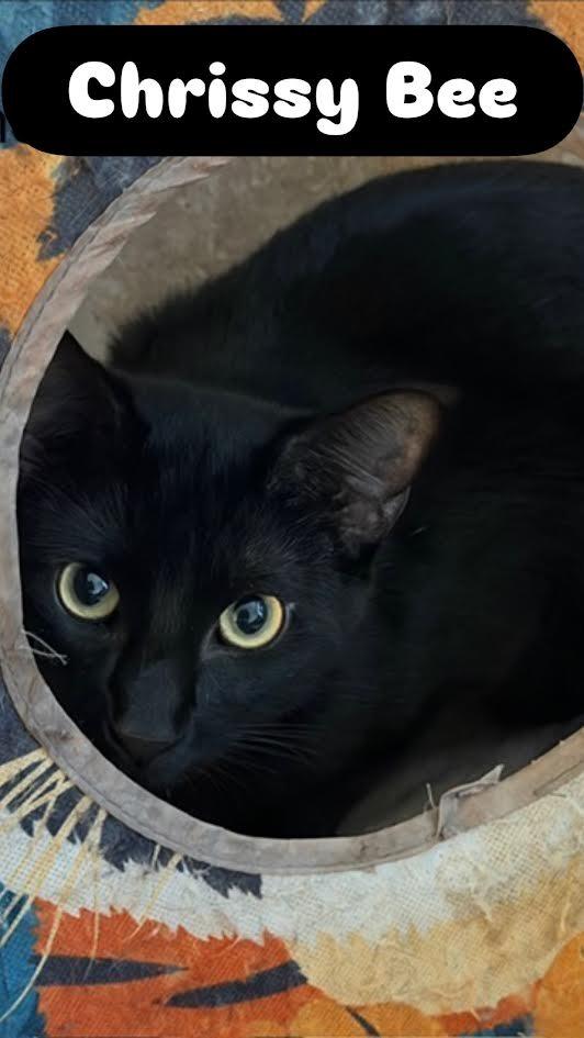 Chrissy Bee, Adoptable, Kitten Female Domestic Short Hair.