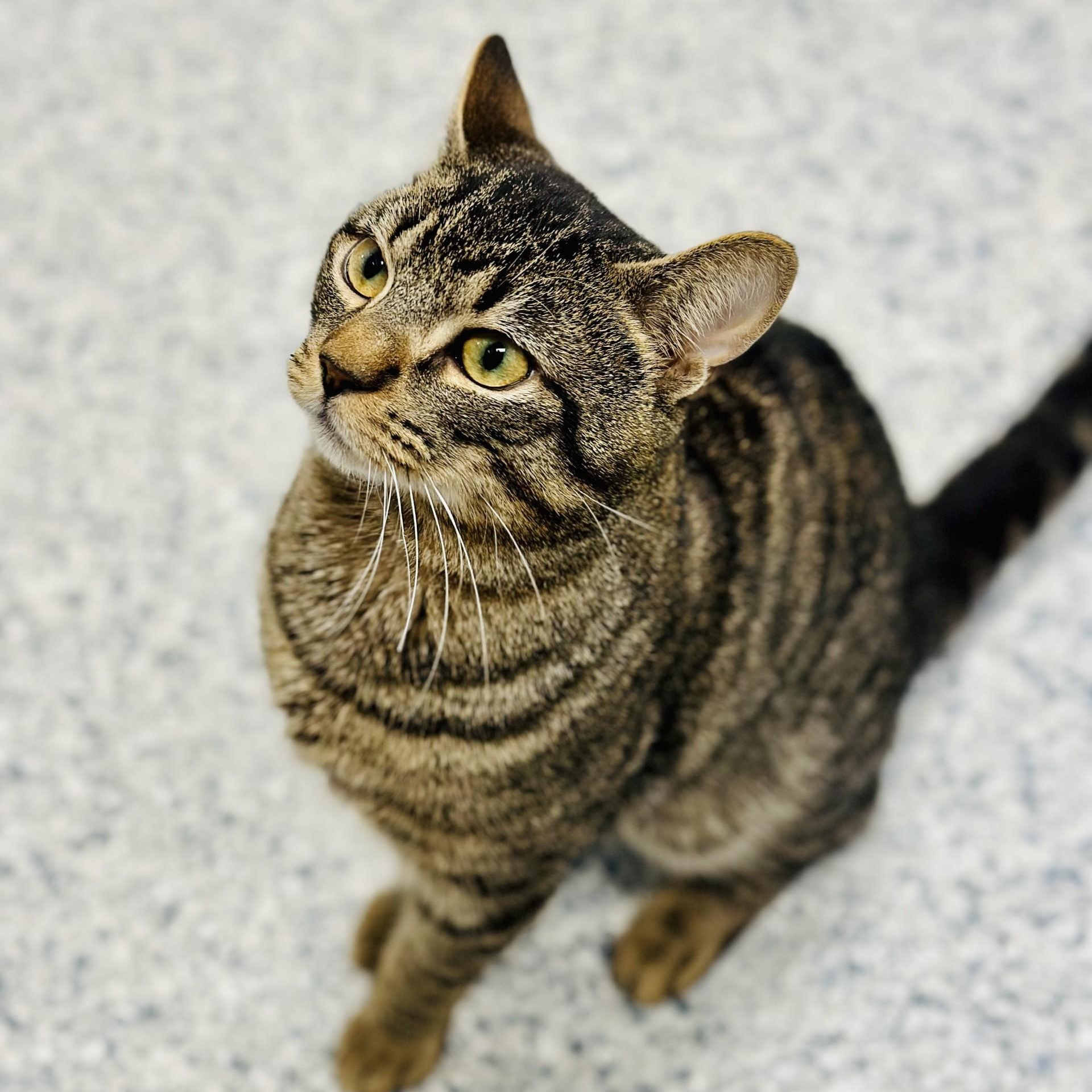 Micah , ADOPTABLE, Young Male Domestic Short Hair.