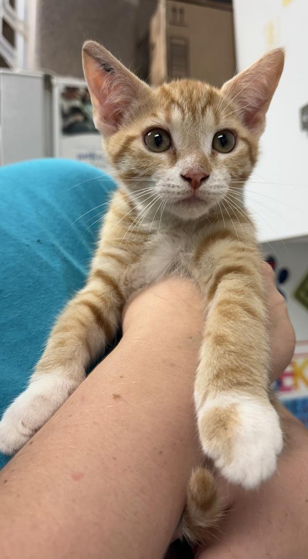 Enlarge Lock, a Adoptable mixed breed in Salisbury, MD image 1/1