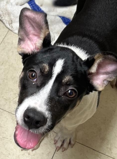 Enlarge Boba, a Adoptable mixed breed in Farmingville, NY image 2/2