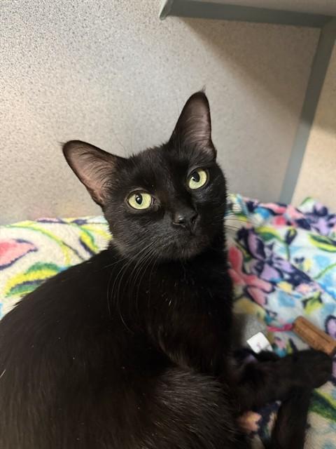 NOIR, Adoptable, Young Female Domestic Short Hair.