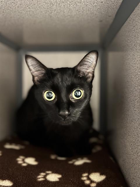 Enlarge NOIR, a Adoptable Domestic Short Hair in Aliquippa, PA image 1/1