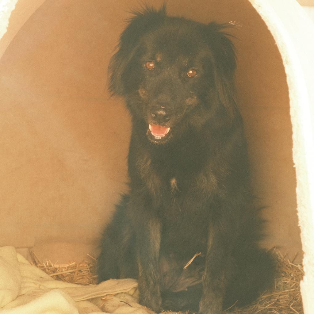 Matilda, a Adoptable Mixed Breed in Moab, UT image 1/6