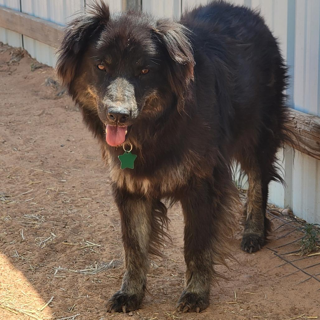 Matilda, a Adoptable Mixed Breed in Moab, UT image 2/6