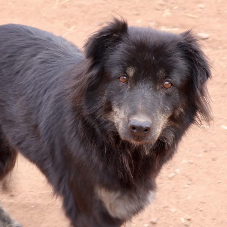 Matilda, a Adoptable Mixed Breed in Moab, UT image 3/6