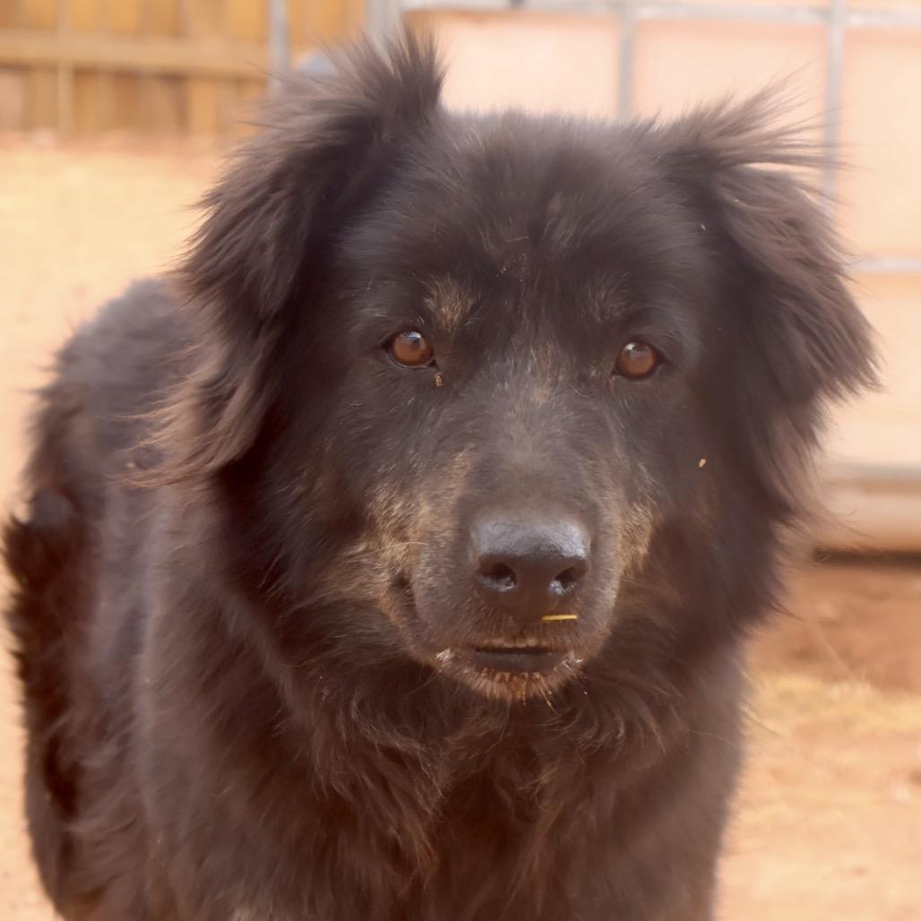 Matilda, a Adoptable Mixed Breed in Moab, UT image 4/6