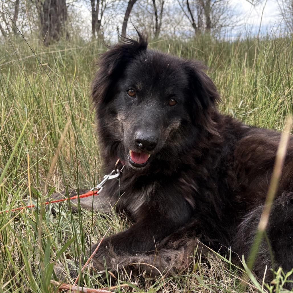Matilda, a Adoptable Mixed Breed in Moab, UT image 5/6