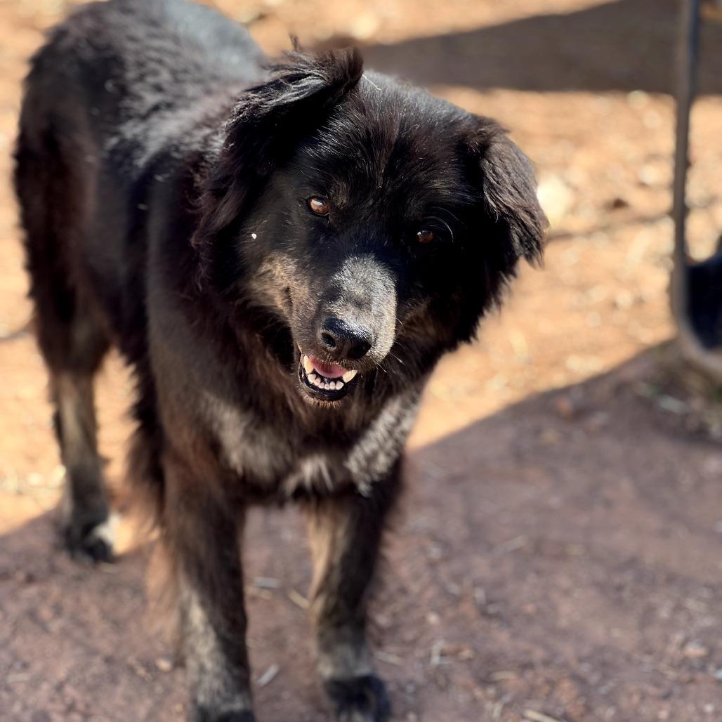 Matilda, a Adoptable Mixed Breed in Moab, UT image 6/6