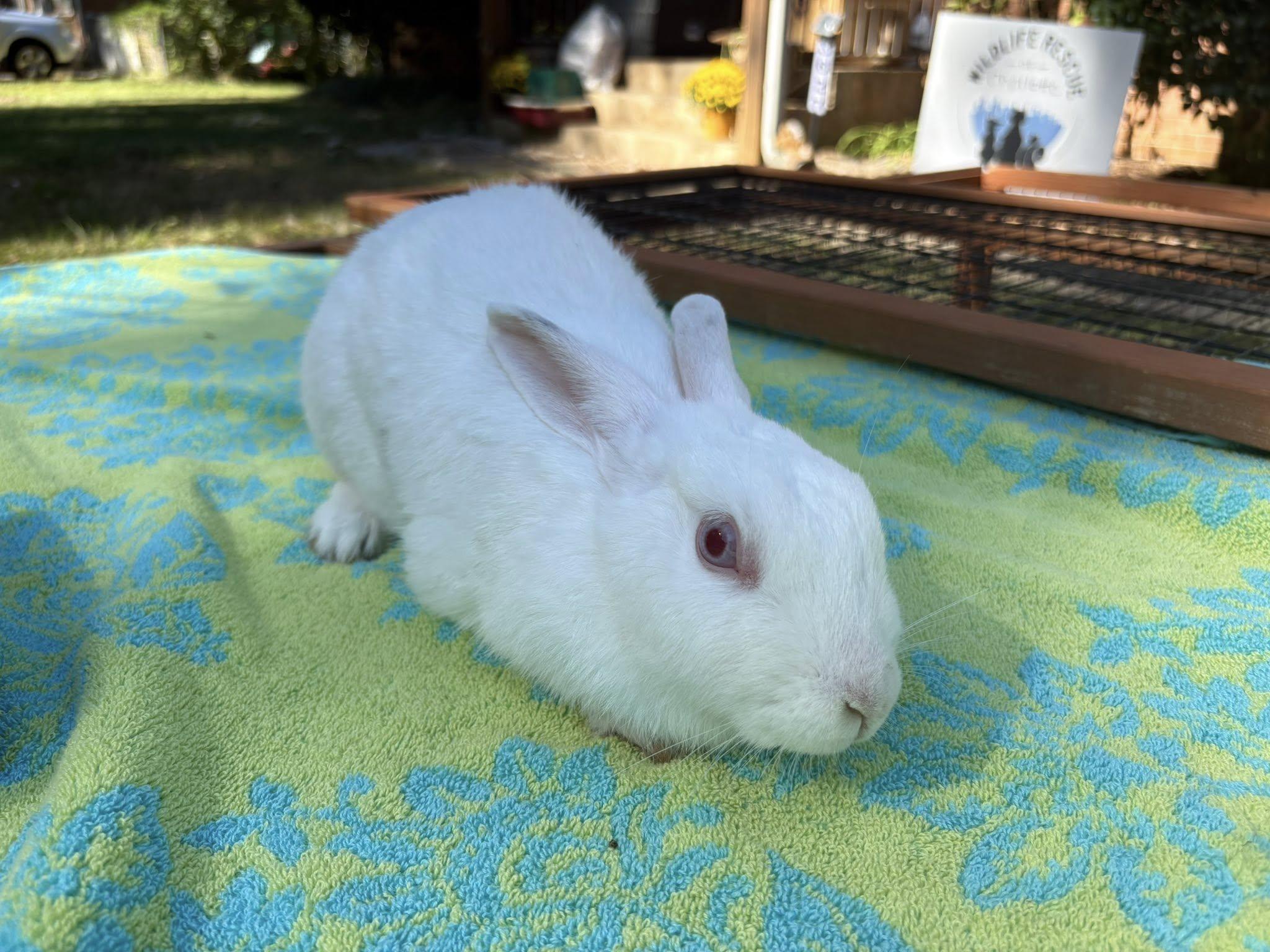 Enlarge Norah, a Adoptable Florida White in CHARLOTTE, NC image 1/1