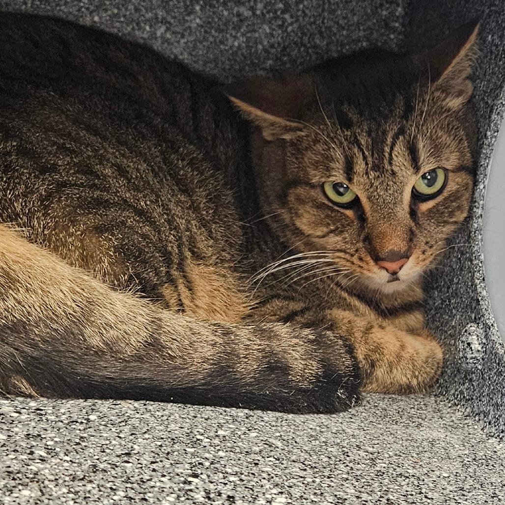 Barnaby- working cat, Adoptable, Senior Male Domestic Short Hair.