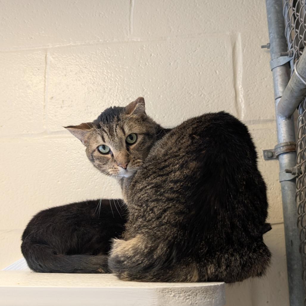Barnaby- working cat, a Adoptable Domestic Short Hair in Birdsboro, PA image 2/2