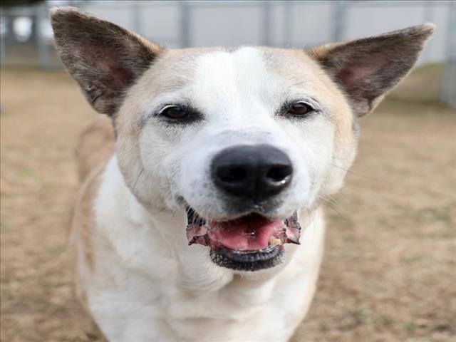 Enlarge A508172, a Adoptable mixed breed in Wilmington, NC image 1/1