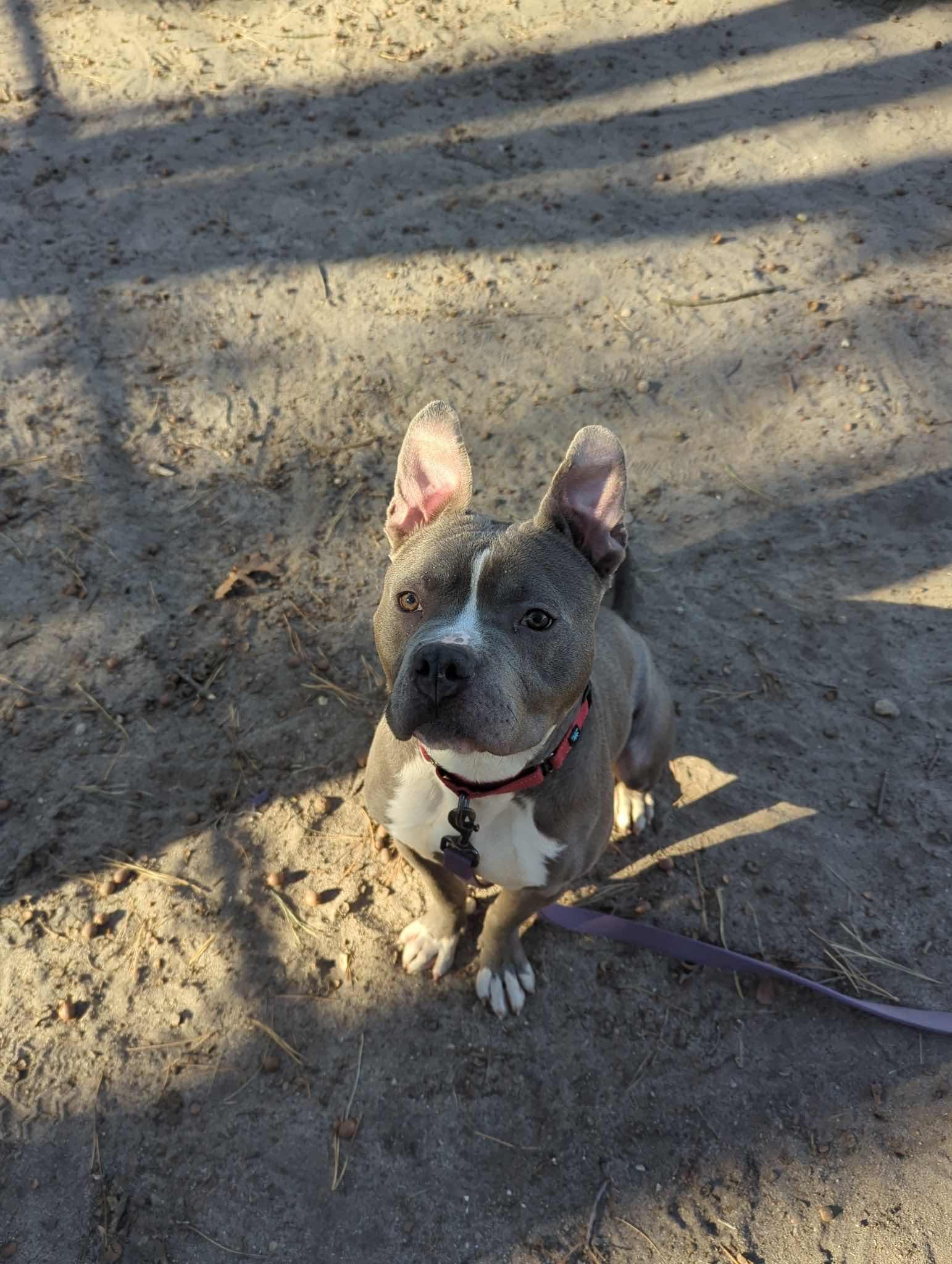 Enlarge Greyson, a Adoptable mixed breed in Hampton Bays, NY image 2/3