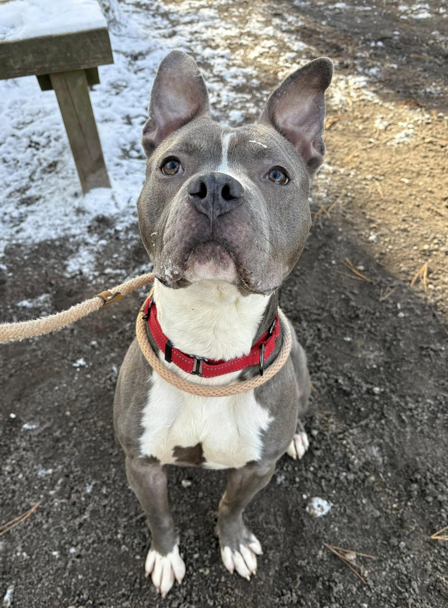 Enlarge Greyson, a Adoptable mixed breed in Hampton Bays, NY image 3/3