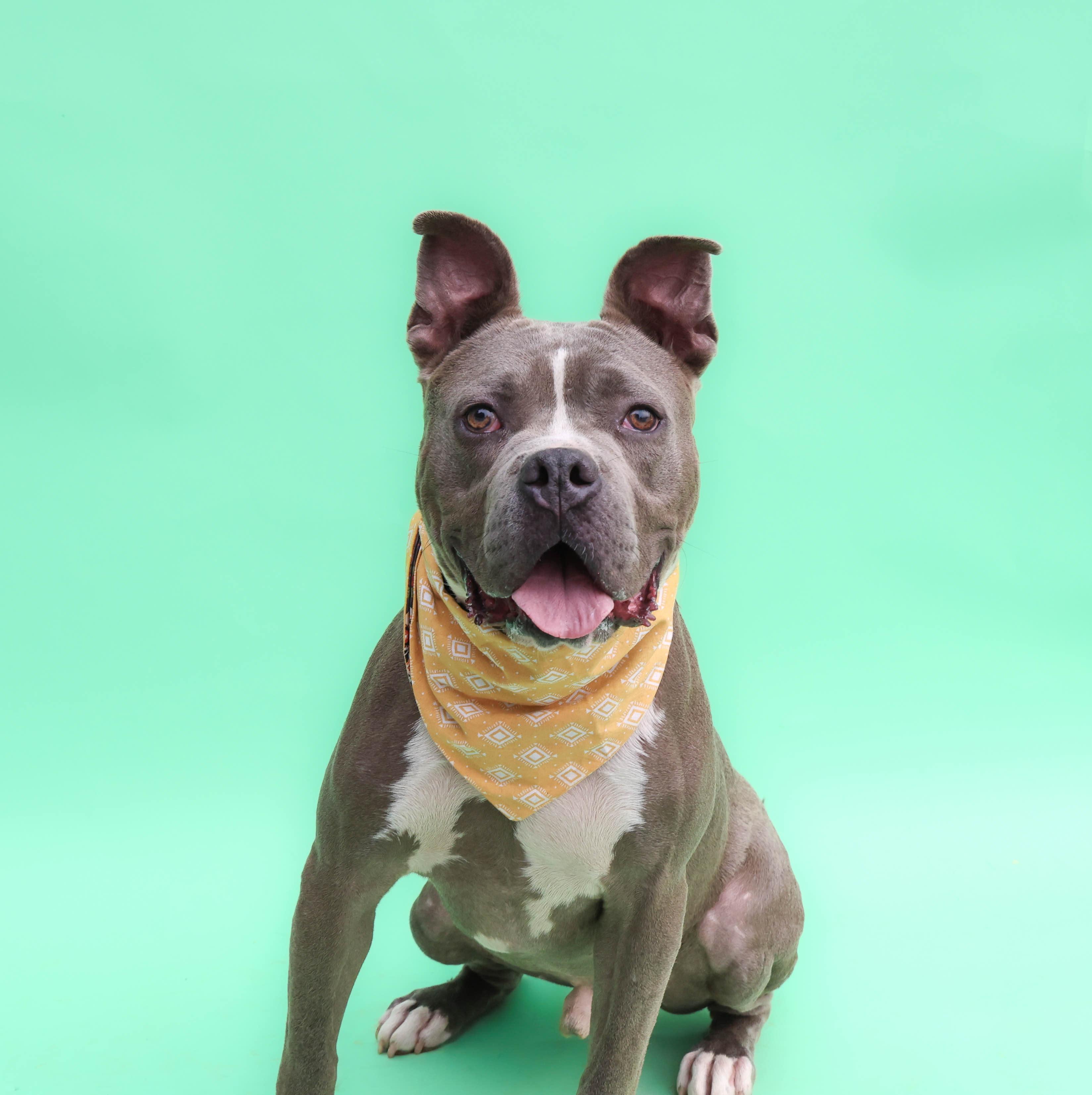 Enlarge Greyson, a Adoptable mixed breed in Hampton Bays, NY image 1/3