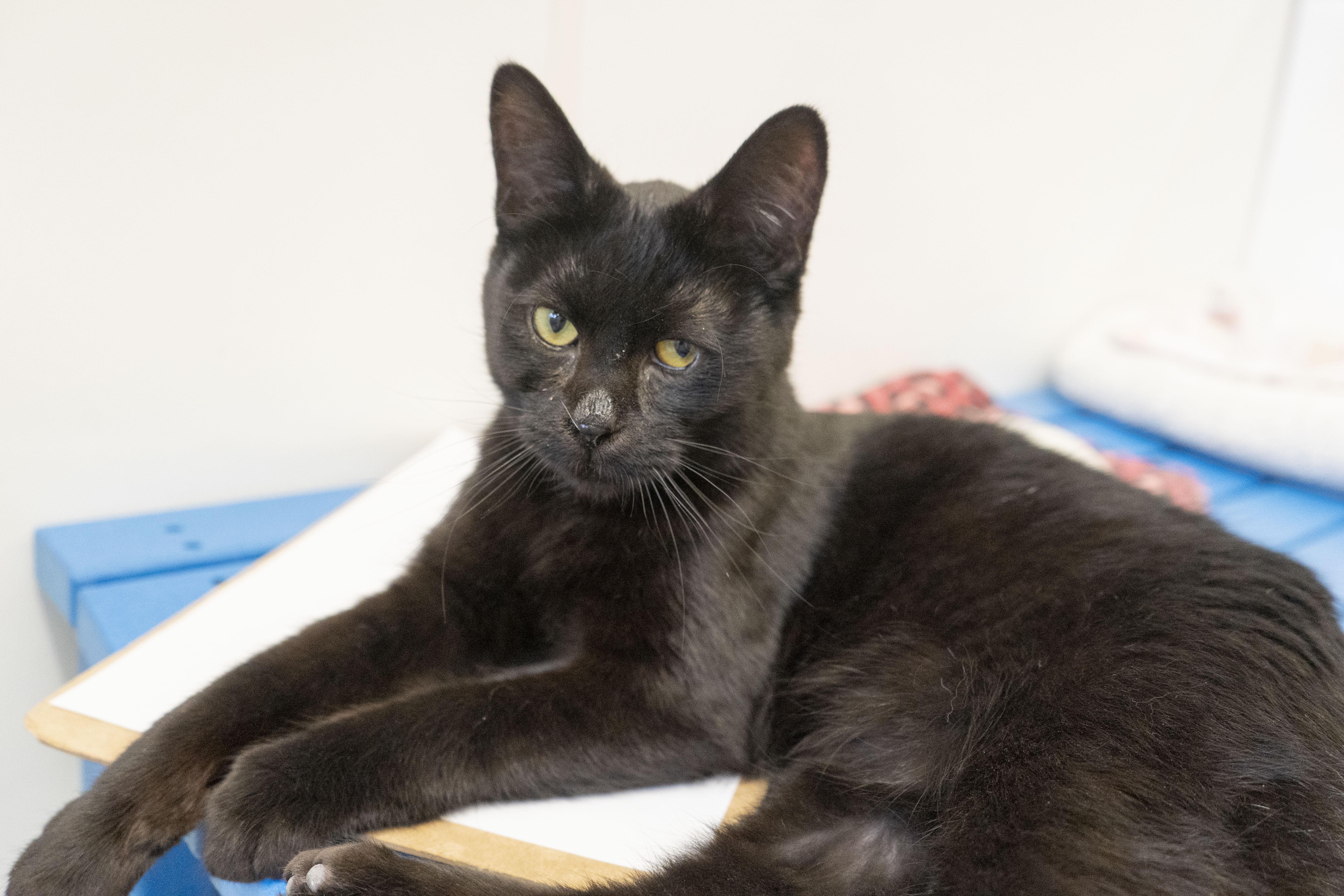 Benedict, an adoptable Domestic Short Hair in Boise, ID, 83709 | Photo Image 1