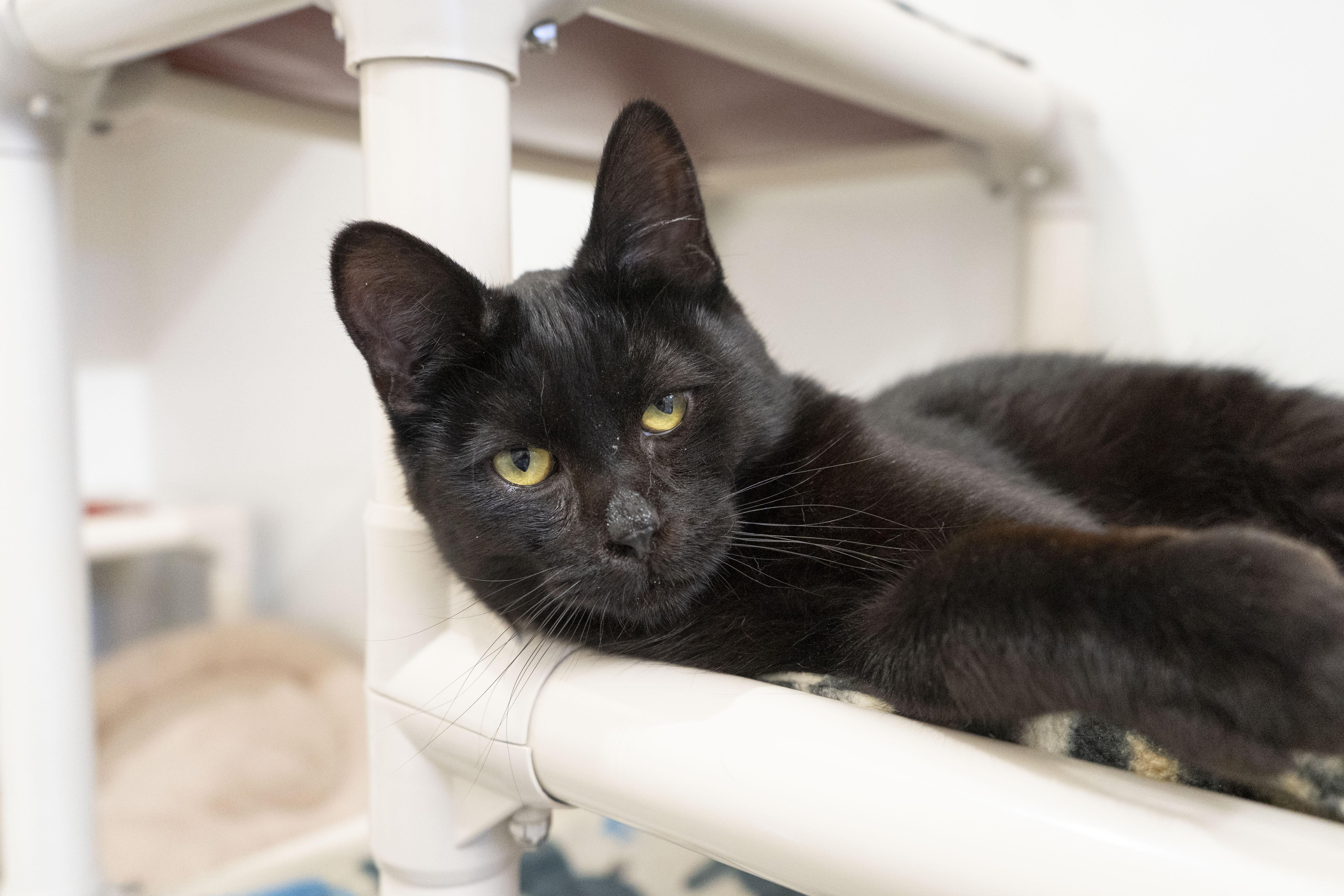 Benedict, an adoptable Domestic Short Hair in Boise, ID, 83709 | Photo Image 3
